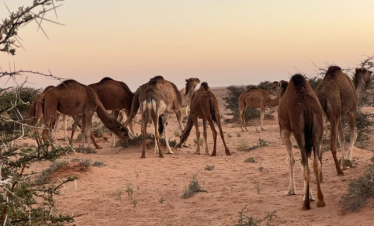 nomadic-Traditions-in-smara