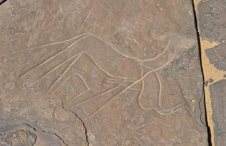 grabados rupestres camellos Smara